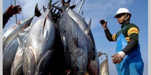 ikan berbahaya