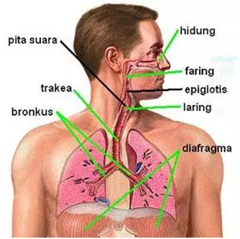 Rahasia Cara Bernafas yang Membuat Hidup Lebih Sehat