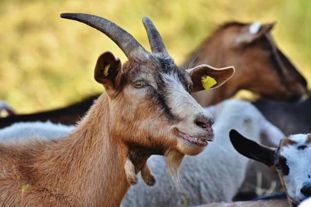 syarat kambing untuk aqiqah