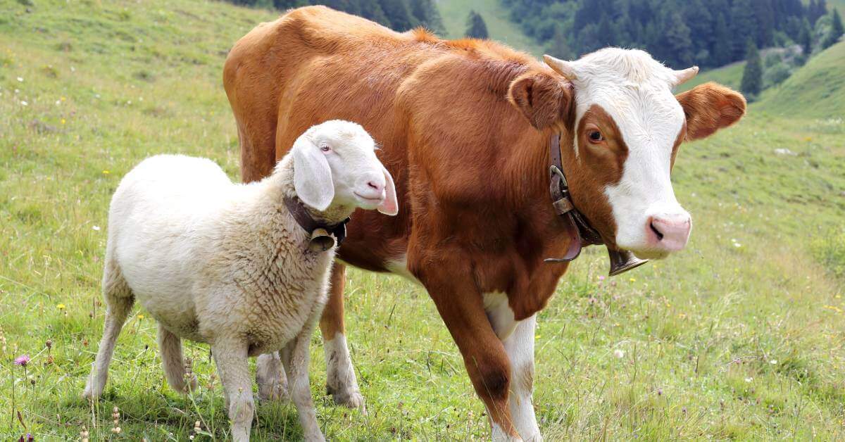 Apa Pengertian Qurban Secara Bahasa dan Istilah