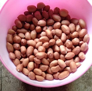 budidaya kacang tanah