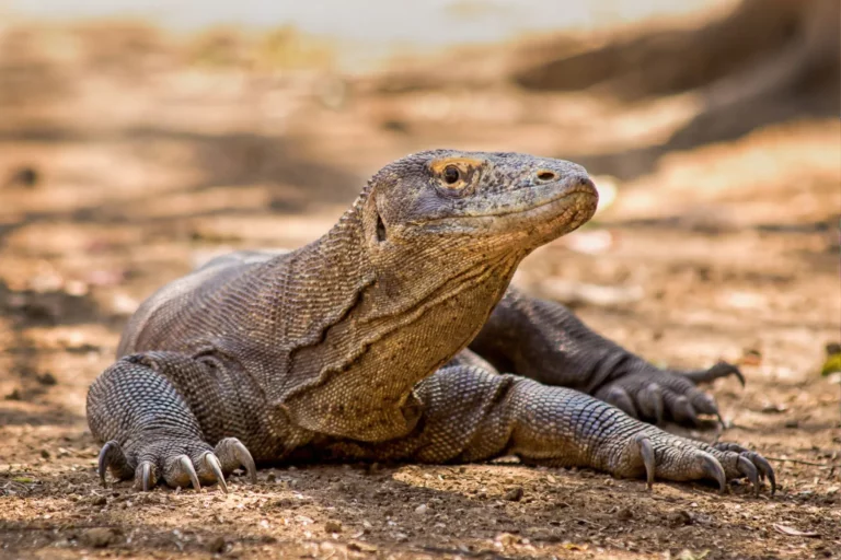 pulau komodo