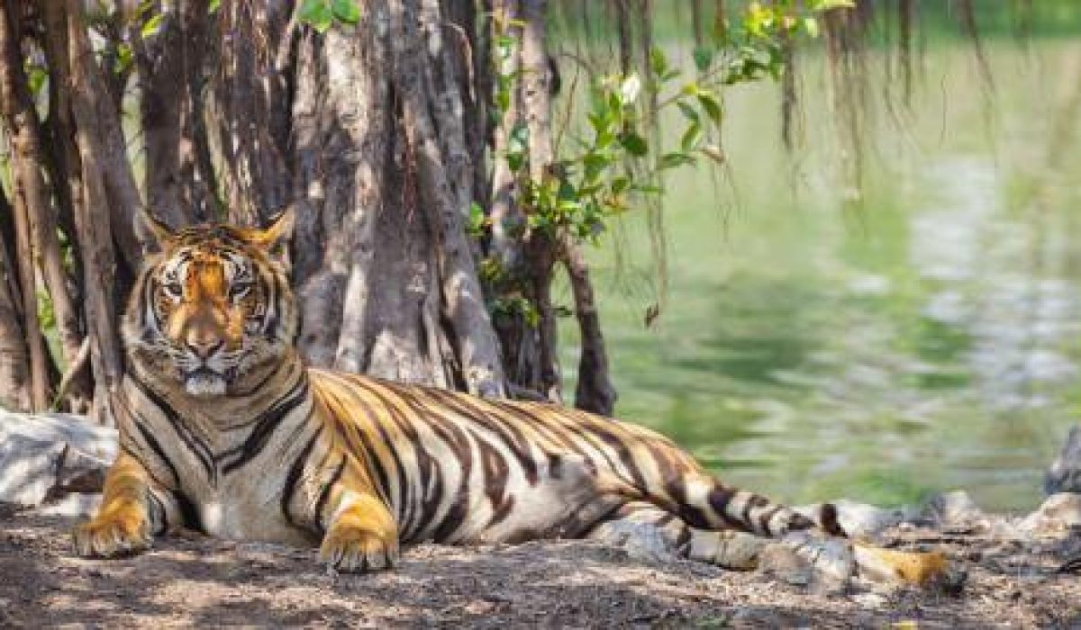 Menjenguk Rumah Sementara Harimau