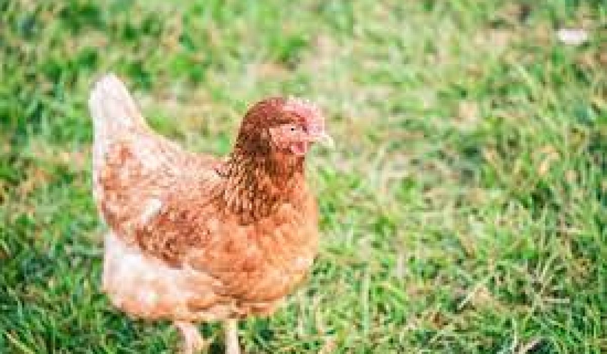 Bagaimana Cara Memotong Ayam Menurut Islam