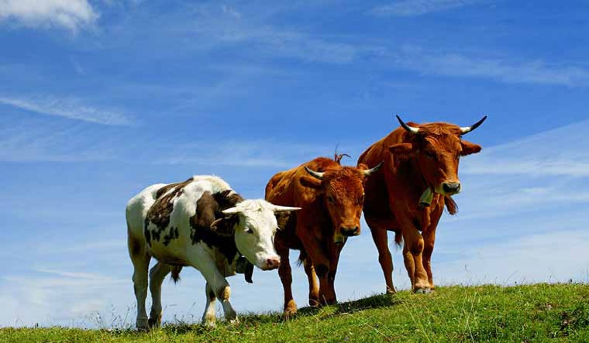 Kurban atau Qurban, Apa itu qurban menurut Islam