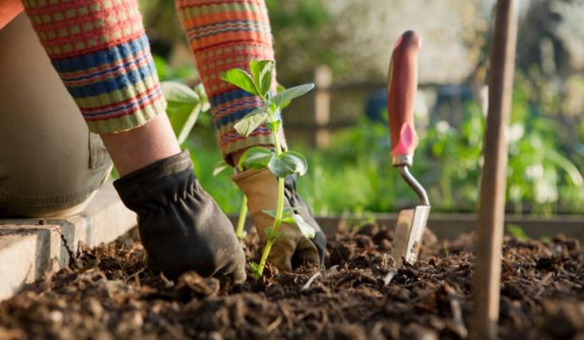 kegiatan berkebun