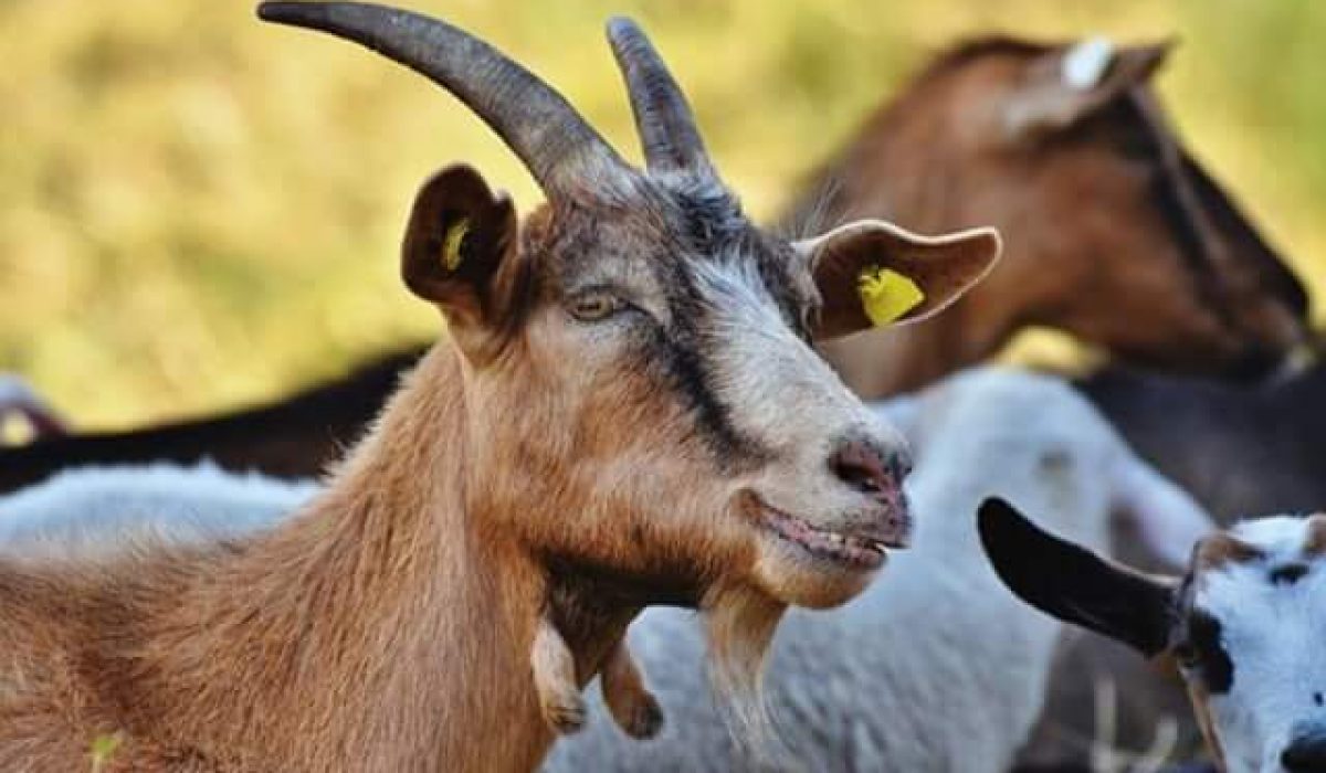 syarat kambing untuk aqiqah