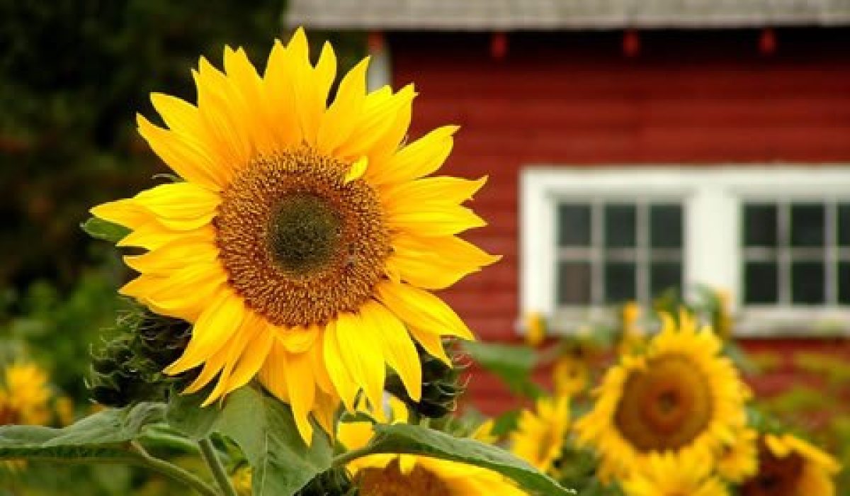 sunflower
